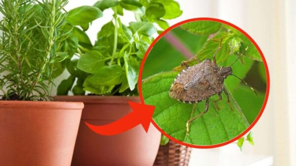 Manténgase alejado de estas plantas, traen muchos insectos a la casa: esto es lo que son