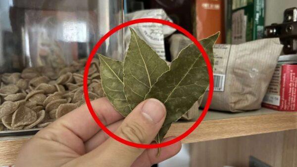 Mariposas en la despensa, con 3 hojas revolotean enseguida: no tendrás que tirar nada