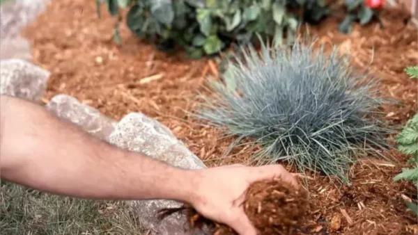 Mi primer huerto orgánico: ¿por dónde empezar?