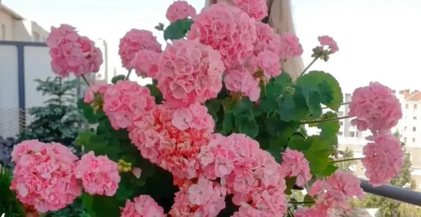 Mi secreto para una floración generosa de geranios: un consejo que no debe perderse