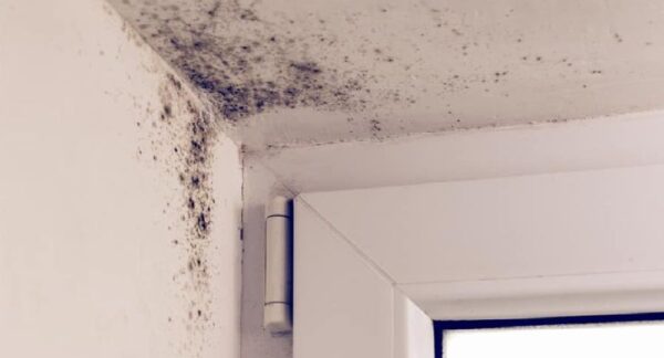 Moho en las paredes: algunos remedios para deshacerse de él por completo