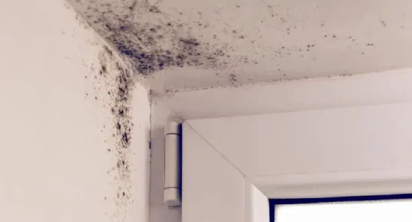 Moho en las paredes: algunos remedios para deshacerse de él por completo