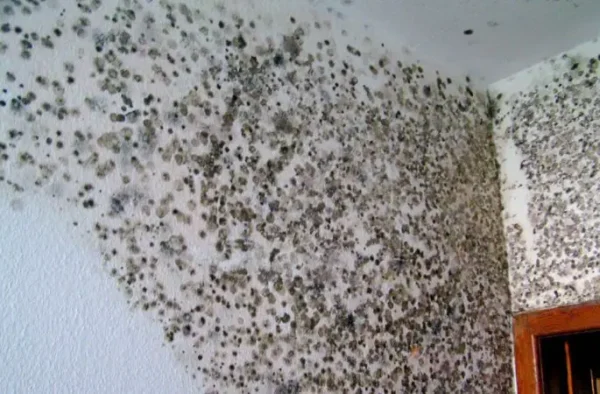 Moho en las paredes y paredes de la casa. como borrarlo