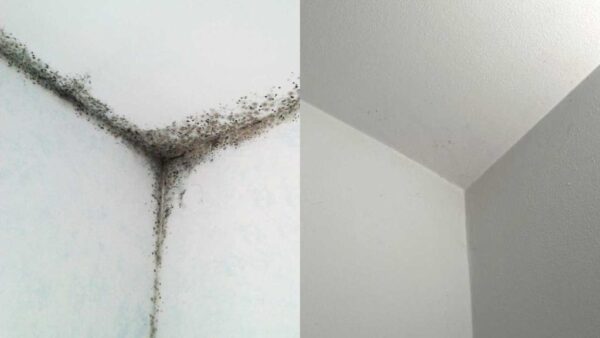 Moho en los rincones de tu baño, este remedio soluciona el problema para siempre