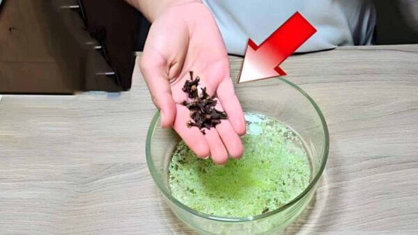 Moscas, insectos y hormigas no volverán a poner un pie en tu casa: la poderosa mezcla