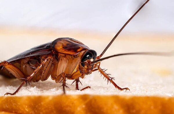Método natural y eficaz para luchar contra la proliferación de cucarachas evitando los productos químicos.