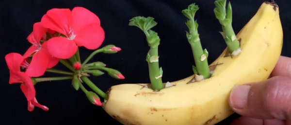 Método rápido de plantación de geranios: la floración abundante está garantizada