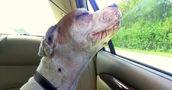 Mujer cuenta la historia de su linda perrita y como fue el ultimo viaje en auto. Ella disfrutó mucho el aire de la ventana