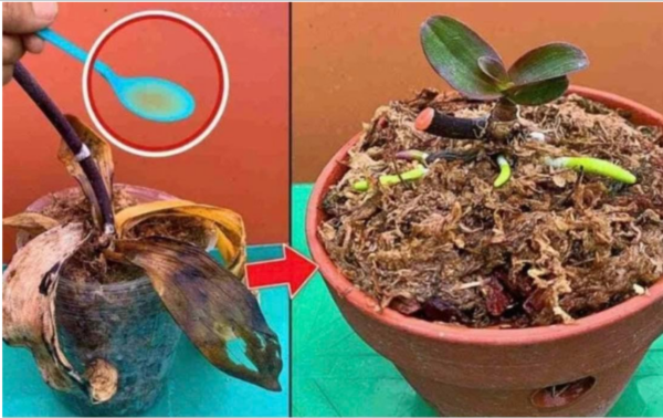 No florecía, con 1 gota se recuperó enseguida: devuelve la vida a cualquier planta