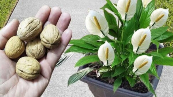 No las tires, son oro para el crecimiento de tus plantas: florecerán en poco tiempo