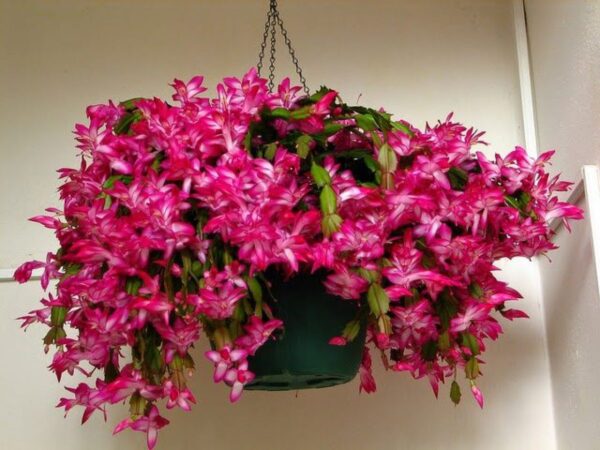 No solo flor de pascua: plantas para tener en casa para las fiestas navideñas