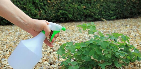 ¡Nuestra receta casera de herbicida con vinagre blanco para un jardín sano y natural!