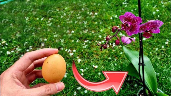 Nunca había tenido orquídeas tan sanas y exuberantes: el secreto de los viveristas es precisamente este