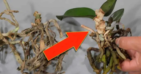 Nunca más volverás a tirar orquídeas viejas después de ver este truco