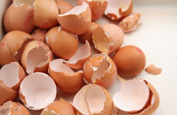 Nunca tires las cáscaras de huevo: te enseñaré cómo usarlas para fertilizar tus plantas