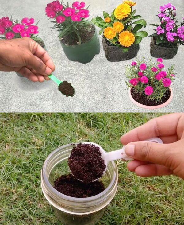 Nunca usarás otro fertilizante mejor que este – 2 ingredientes son suficientes