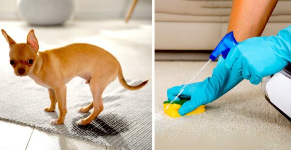 Orina de perro en casa: 3 errores comunes y cómo solucionar el problema