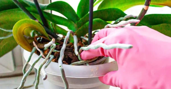 Orquídea: ¿Qué hacer con las raíces que salen de la maceta?