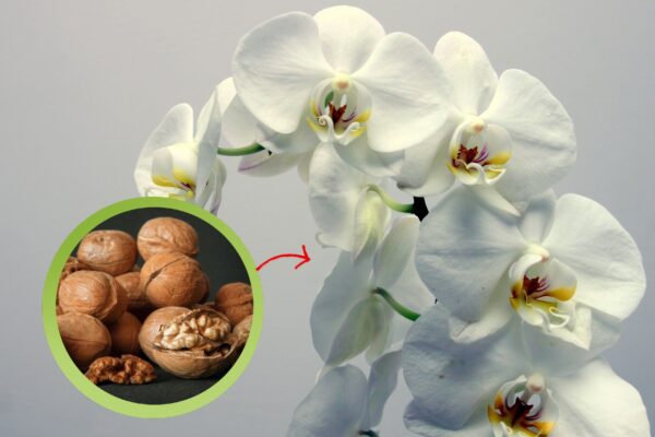 Orquídea: aquí está el truco de las nueces para una floración espectacular