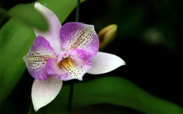 Orquídea: así es como hacer que dure mucho tiempo según el experto