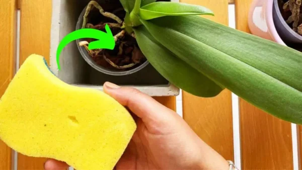 Orquídea, el truco de la esponja para que florezca: nunca la habías tenido así