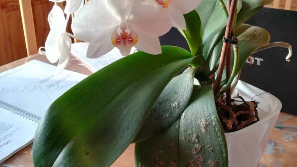 Orquídea enferma: ¡aquí tienes 3 señales que no debes subestimar si quieres evitar que tu orquídea muera!