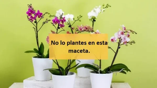 Orquídea, nunca la plantes en estas macetas: si las tienes, prepárate para encontrarlas podridas