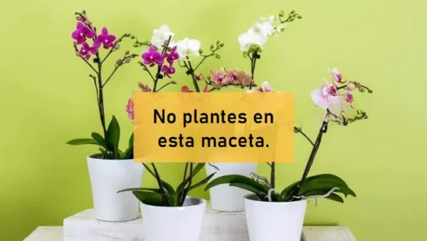 Orquídea, nunca la plantes en estas macetas: si las tienes, prepárate para encontrarlas podridas
