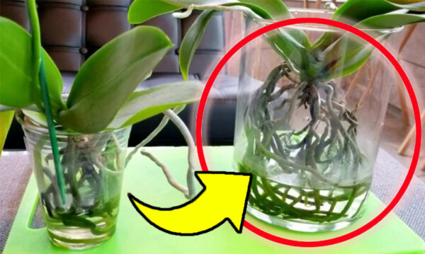 ¿Orquídea que se está pudriendo? ¡Este ingrediente lo revive en cuestión de días!