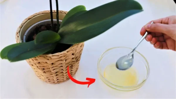 Orquídea sana y próspera con este jarabe casero: es un verdadero milagro