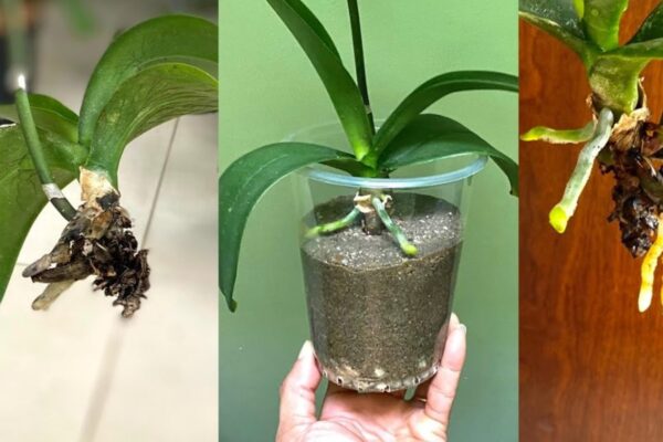 ¿Orquídea sin raíces? Renace rápidamente, ¡solo haz esto!