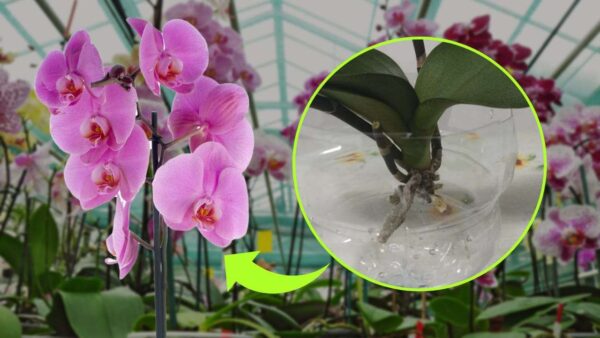 Orquídea sin raíces, el secreto para hacerla renacer en apenas unos días: como hacen los viveristas