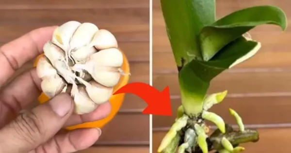 Orquídea, sólo con este truco los viveristas consiguen hacerla vivir muchos años