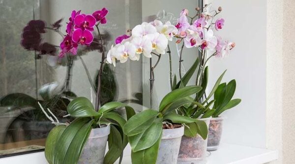Orquídeas: Esta planta de interior requiere un proceso de floración bastante especial. ¡Así es cómo!