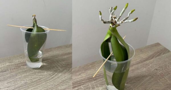 Orquídeas, cómo cultivarlas sin raíces en agua: así se recuperarán inmediatamente
