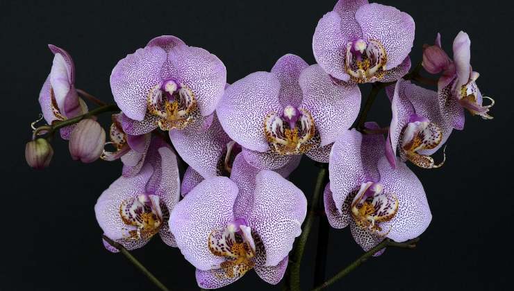 orquídeas orquídeas