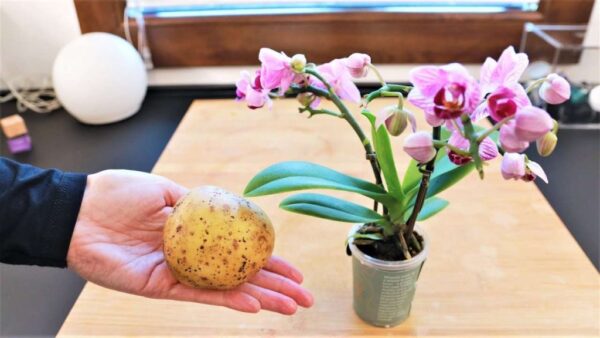 Orquídeas, el truco para que duren para siempre: nunca habían sido tan frondosas y fuertes