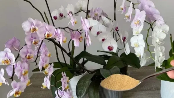 Orquídeas en abundancia y siempre vigorosas con un toque de este