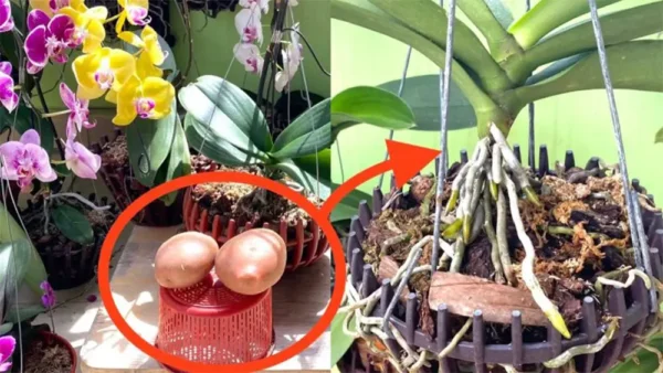 ¿Orquídeas fuertes con abundante floración y rápido crecimiento? ¡Usa la patata, ese es el truco