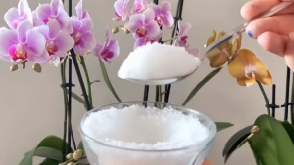 Orquídeas llenas de flores y sanas para todo un año si lo haces una vez a la semana