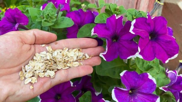 Orquídeas, petunias, rosas, geranios y muchas otras plantas florecerán sin parar