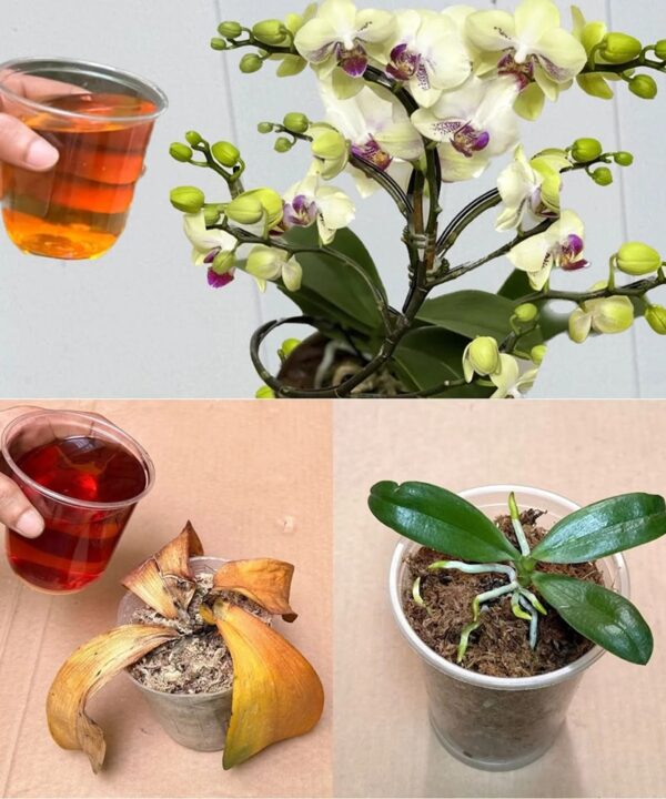 Orquídeas podridas, no se deben tirar: con una pizca de esto vuelven a la vida