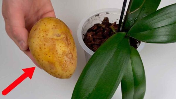 Orquídeas, reveló el secreto para un crecimiento rápido y saludable: solo haz esto