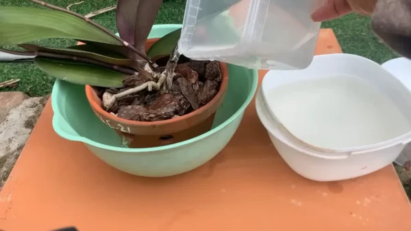 Orquídeas super abundantes con unas gotas de este ingrediente