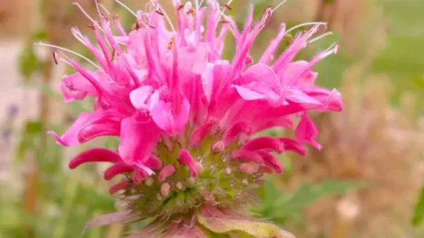 Ortiga india: 3 consejos profesionales para el cuidado