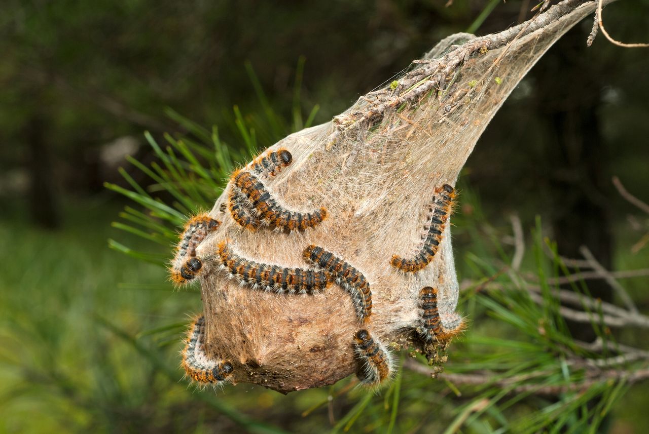 Nido de orugas procesionarias