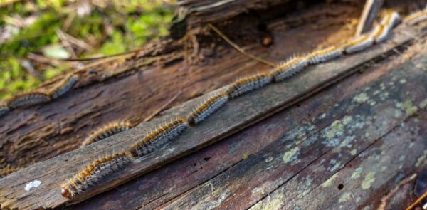 Orugas procesionarias: Métodos efectivos para deshacerse de ellas