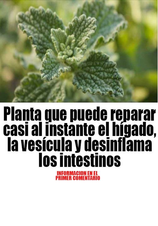 PLANTA QUE PUEDE REPARAR CASI AL INSTANTE EL HÍGADO, LA VESÍCULA Y DESINFLAMA LOS INTESTINOS