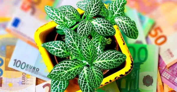 Para atraer riqueza y prosperidad a tu hogar: pon una de estas plantas en tu hogar