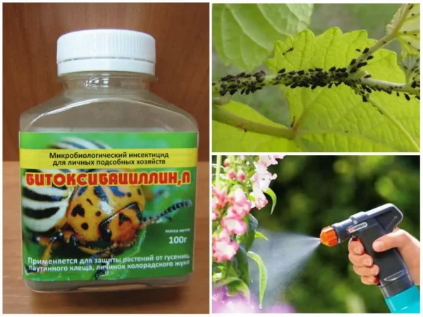 Para hacer el insecticida natural solo necesitas un trozo de este ingrediente